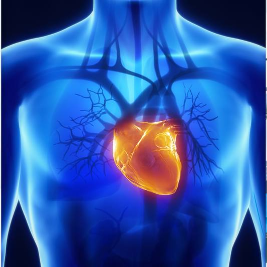 Study: Seed Oils & Cardiovascular Risk